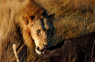 garybotswana_0019