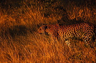 garybotswana_0020