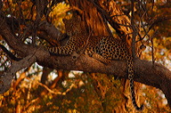 garybotswana_0021
