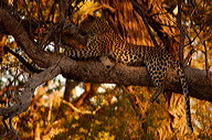 garybotswana_0022