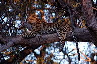 garybotswana_0023