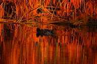 garybotswana_0024