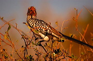 garybotswana_0028