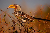 garybotswana_0029