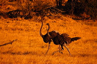 garybotswana_0030