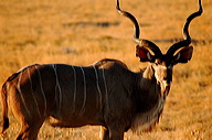 garybotswana_0031
