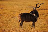 garybotswana_0032