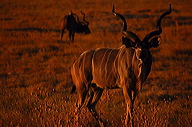 garybotswana_0033