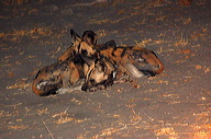 garybotswana_0034