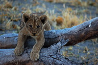 garybotswana_0036