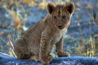garybotswana_0037