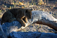 garybotswana_0038