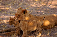 garybotswana_0040