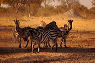 garybotswana_0041