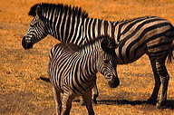 garybotswana_0043