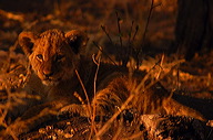 garybotswana_0044