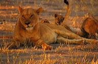 garybotswana_0045