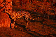 garybotswana_0046