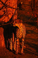 garybotswana_0047