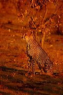 garybotswana_0048