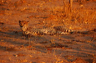 garybotswana_0049