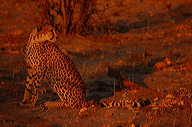 garybotswana_0051
