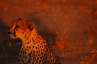garybotswana_0052