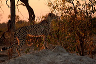 garybotswana_0053