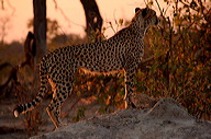 garybotswana_0054