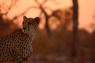 garybotswana_0055
