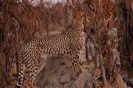 garybotswana_0056