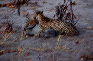garybotswana_0058