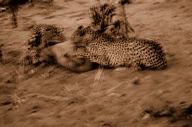 garybotswana_0059