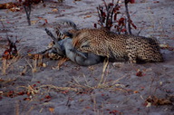 garybotswana_0060