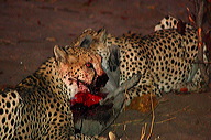 garybotswana_0061