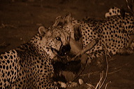 garybotswana_0062