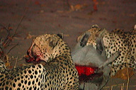 garybotswana_0063