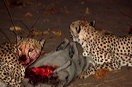 garybotswana_0064