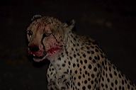 garybotswana_0065