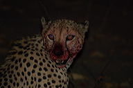 garybotswana_0066