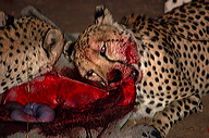 garybotswana_0067