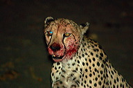 garybotswana_0068