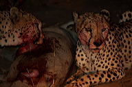 garybotswana_0069