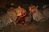 garybotswana_0070