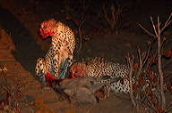 garybotswana_0071