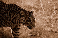 garybotswana_0072