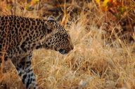 garybotswana_0073