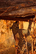 garybotswana_0074