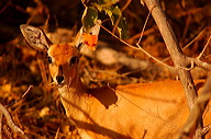 garybotswana_0075