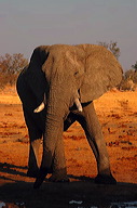 garybotswana_0076